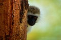 Vervet Monkey - Chlorocebus pygerythrus - two monkeys of Cercopithecidae native to Africa, similar to malbrouck Chlorocebus Royalty Free Stock Photo