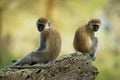 Vervet Monkey - Chlorocebus pygerythrus - two monkeys of Cercopithecidae native to Africa, similar to malbrouck Chlorocebus Royalty Free Stock Photo