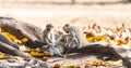Vervet monkey Chlorocebus pygerythrus in Zimbabwe