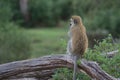 vervet monkey sitting alert on tree branch and keeping keeping guard in the wild buffalo springs nationa