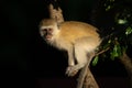 Vervet monkey crouches on branch in sun