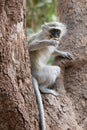 Vervet monkey eating fruit in Krueger National Park in South Africa Royalty Free Stock Photo