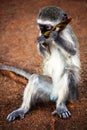 Vervet monkey eating the tree leaf. Kruger Park. South Africa. Royalty Free Stock Photo
