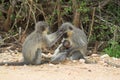 Vervet Monkey Family