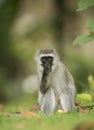 Vervet Monkey feeding on a fruit at Lake Naivasha