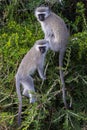 Vervet Monkey Friends