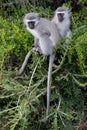 Vervet Monkey Friends