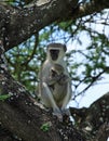 Vervet Monkey holding her young Royalty Free Stock Photo
