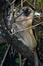 Vervet monkey, Kasane, Botswana Royalty Free Stock Photo
