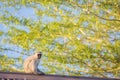 Vervet monkey Royalty Free Stock Photo