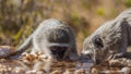 Vervet monkey in Kruger National park, South Africa Royalty Free Stock Photo