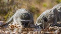 Vervet monkey in Kruger National park, South Africa Royalty Free Stock Photo