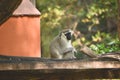 Vervet Monkey life in wild zoo.