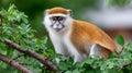 Vervet monkey looking directly at camera in tree Royalty Free Stock Photo