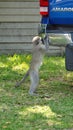 Vervet monkey looking at its reflection