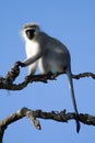A Vervet Monkey lookout about to call the alert