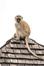 Vervet monkey looks down from tiled rooftop