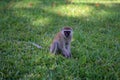 Vervet Monkey on the masai mara kenya