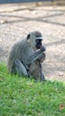 Vervet monkey mother and baby Royalty Free Stock Photo