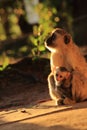 Vervet monkey mother with baby Royalty Free Stock Photo