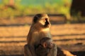 Vervet monkey mother with baby Royalty Free Stock Photo