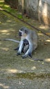 Vervet monkey mother and baby Royalty Free Stock Photo