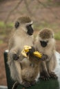 Vervet monkey mother with baby and young teenage vervet with black faces sharing a banana Tanzania, Africa Royalty Free Stock Photo