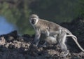 Vervet Monkey mother, Chlorocebus pygerythrus walking over rocks