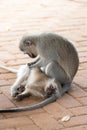 Vervet monkey mother grooming baby in Krueger National Park in South Africa Royalty Free Stock Photo