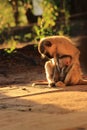 Vervet monkey mother with baby Royalty Free Stock Photo