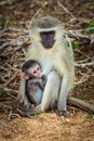 Vervet Monkey mother sitting on road suckling her baby Royalty Free Stock Photo