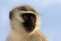 Vervet monkey portrait Royalty Free Stock Photo