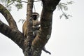 Vervet monkey, Queen Elizabeth National Park, Uganda Royalty Free Stock Photo