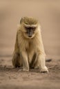 Vervet monkey sits on sand looking down