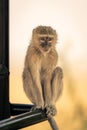 Vervet monkey sits on side of jeep