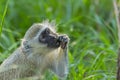 Vervet monkey sitting on green grass eating Royalty Free Stock Photo