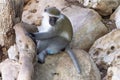 Vervet monkey sitting on a stones.Green simian with a blue scrotum.Sad look lonely male ape