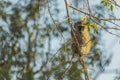 Vervet monkey sitting in a tree Royalty Free Stock Photo