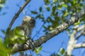 Vervet monkey sitting in a tree Royalty Free Stock Photo