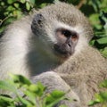 Vervet monkey sitting in tree