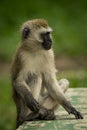 Vervet monkey sitting on wall looking right Royalty Free Stock Photo