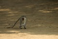 Vervet monkey in St.Lucia