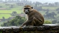 Vervet Monkey on a Stone Wall in Rain Royalty Free Stock Photo