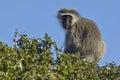 Vervet monkey in a tree