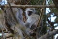 Vervet Monkey Royalty Free Stock Photo