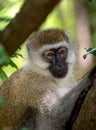 Vervet Monkey on the tree in Masai Mara Royalty Free Stock Photo