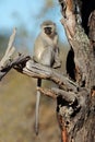 Vervet monkey in a tree