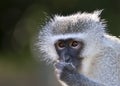 Vervet Monkey, up close, blurred background