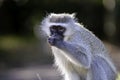 Vervet Monkey, up close, blurred background