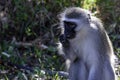Vervet monkey, up close, eating something, face